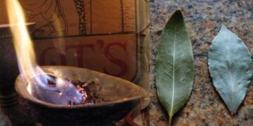 რატომ არის აუცილებელი სახლში დაფნის ფოთლის დაწვა