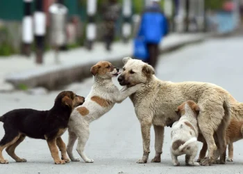 ძაღლი სასოწარკვეთილი მოუწოდებდა გამვლელებს მისი ლეკვის დახმარებისკენ – ამ ისტორიის მოულოდნელი ფინალი გაგაოცებთ