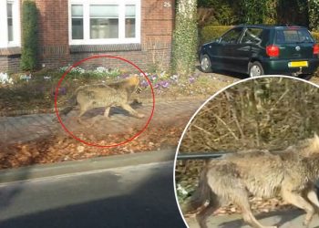 ნათელი ისტორია იმისა, რომ ცხოველებს სიკეთე არასდროს არ ავიწყდებათ