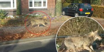 ნათელი ისტორია იმისა, რომ ცხოველებს სიკეთე არასდროს არ ავიწყდებათ