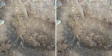 კახეთში დედამ მშობიარობისას დაღუპული ჩვილის საფლავი გახსნა – იქ ნანახმა ყველა შოკში ჩააგდო