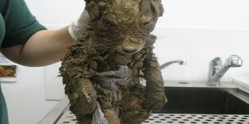 უცნაური ცხოველი რომელიც გასუფთავებამდე ვერავინ გაიგო რა იყო