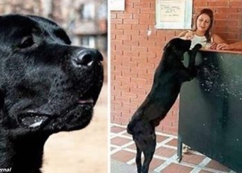 ბავშვების ყურებით ძაღლმა მაღაზიაში ფუნთუშების ყიდვა ისწავლა, ნახეთ როგორ იხდიდა ის საფასურს (ფოტოები)