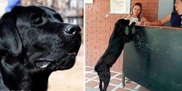 ბავშვების ყურებით ძაღლმა მაღაზიაში ფუნთუშების ყიდვა ისწავლა, ნახეთ როგორ იხდიდა ის საფასურს (ფოტოები)