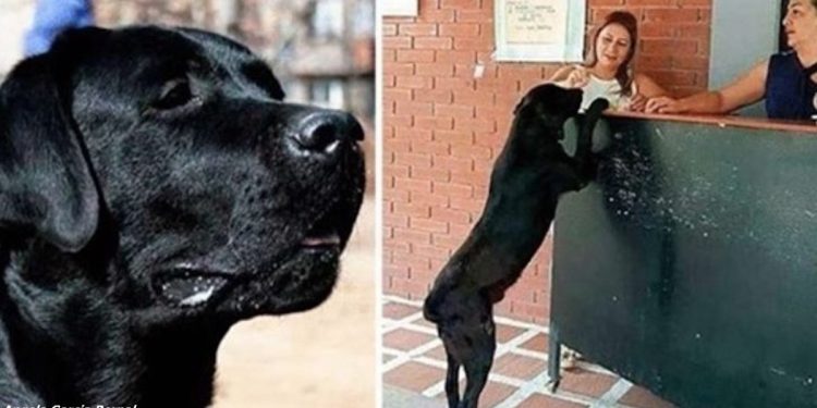 ბავშვების ყურებით ძაღლმა მაღაზიაში ფუნთუშების ყიდვა ისწავლა, ნახეთ როგორ იხდიდა ის საფასურს (ფოტოები)