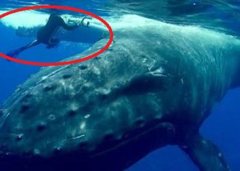 უზარმაზარმა ვეშაპმა მყვინთავი ქალი აგრესიულად აიძულა ნავზე დაბრუნებულიყო, თუმცა მოგვიანებით გაირკვა, რომ ვეშაპმა ამით მისი სიცოცხლე გადაარჩინა