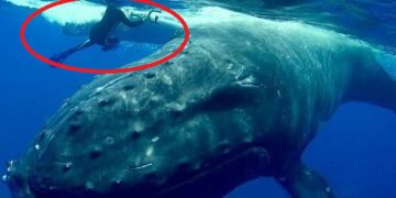 უზარმაზარმა ვეშაპმა მყვინთავი ქალი აგრესიულად აიძულა ნავზე დაბრუნებულიყო, თუმცა მოგვიანებით გაირკვა, რომ ვეშაპმა ამით მისი სიცოცხლე გადაარჩინა