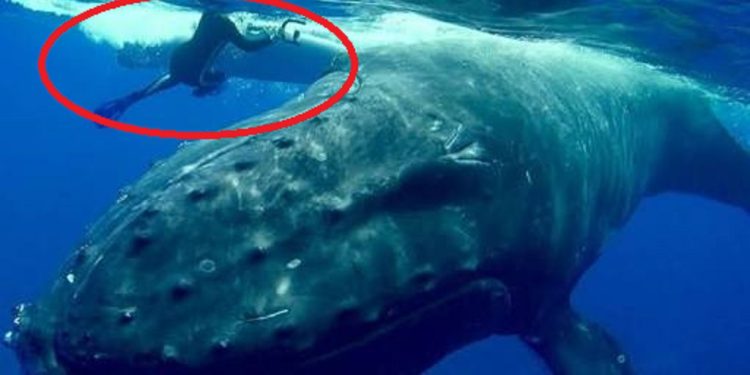 უზარმაზარმა ვეშაპმა მყვინთავი ქალი აგრესიულად აიძულა ნავზე დაბრუნებულიყო, თუმცა მოგვიანებით გაირკვა, რომ ვეშაპმა ამით მისი სიცოცხლე გადაარჩინა