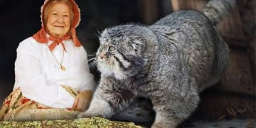 ბებიამ ქუჩაში კნუტი აიყვანა, და წარმოდგენაც კი არ ჰქონდა, რომ ეს არა ჩვეულებრივი შინაური კატა, არამედ მტაცებელი იყო – და ერთ დღეს მისი დროც მოვიდა