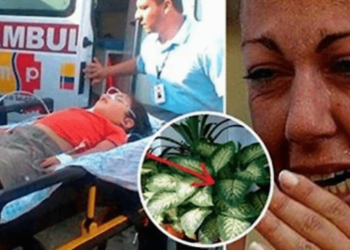 ამ ქოთნის მცენარეს, რომელიც შეიძლება ბევრ თქვენგანს სახლში გქონდეთ, ბავშვის მოკვლა 1 წუთში შეუძლია, უფროსის – 15 წუთში! – ეს აუცილებლად უნდა იცოდეთ