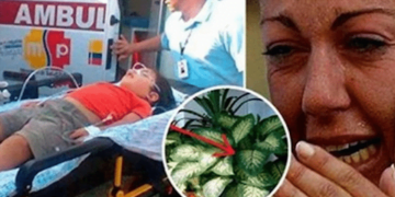 ამ ქოთნის მცენარეს, რომელიც შეიძლება ბევრ თქვენგანს სახლში გქონდეთ, ბავშვის მოკვლა 1 წუთში შეუძლია, უფროსის – 15 წუთში! – ეს აუცილებლად უნდა იცოდეთ