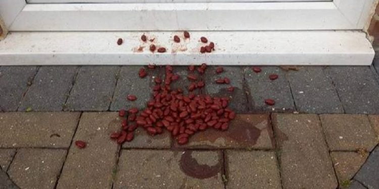 დიასახლისს ეგონა, რომ კართან დაყრილი ლობიო იყო სულელური ხუმრობა, სანამ პოლიციამ არ გაუმხილა მას შემზარავი სიმართლე