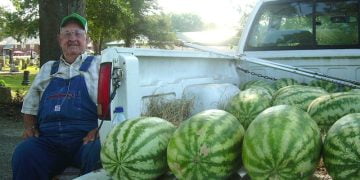 რას აკეთებს მოხუცი ისეთს, რომ ყველა მყიდველი ერთის ნაცვლად სამ საზამთროს ყიდულობს – კრეატიული მარკეტინგი