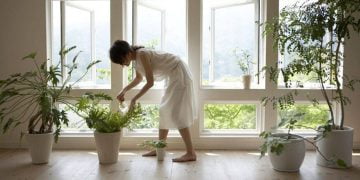 5 მცენარე, რომელსაც შეუძლია თქვენი სახლი კონდიციონერის გარეშე გააგრილოს და თქვენს ჯანმრთელობაზეც იზრუნოს