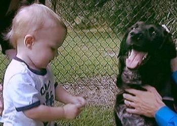 როგორ გამოააშკარავა ბავშვის ოთხფეხა მეგობარმა სასტიკი ძიძა, რომელიც ბავშვს სცემდა..