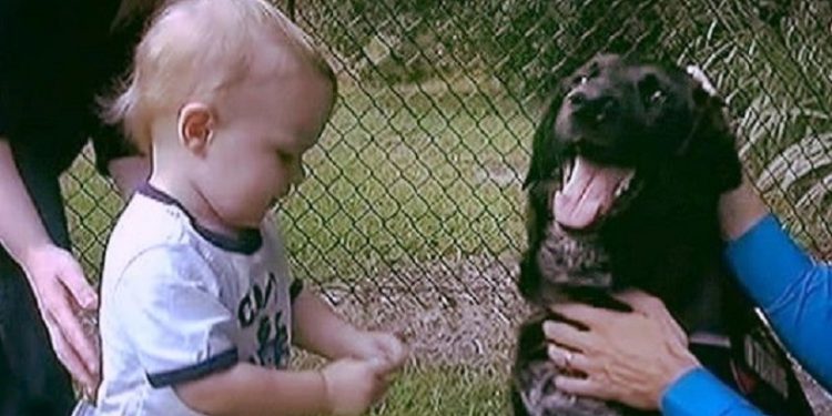 როგორ გამოააშკარავა ბავშვის ოთხფეხა მეგობარმა სასტიკი ძიძა, რომელიც ბავშვს სცემდა..