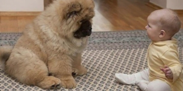 ჩემი სამი შვილიდან ერთი 7 თვიანი დაიბადა.. ნახევარი მხარე პარალიზებული ჰქონდა. ერთ დღეს მეგობარმა ძაღლის მოყვანა მირჩია, მეც მოვიყვანე და მალევე მოხდა სრულიად დაუჯერებელი ამბავი, რომელიც ადასტურებს, რომ მედიცინამ კიდევ ბევრი რამ არ იცის..