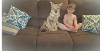 „საყვარელო, ნახე უპატრონო ძაღლი ვიპოვე და სახლში მოვიყვანე..“ – ცოლის მიმოწერა ქმართან, რომელიც ინტერნეტში გავრცელდა და ძაღლი, რომელიც ძაღლი არ აღმოჩნდა..