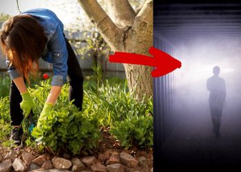 გოგომ სხვისი საფლავიდან ყვავილი მოთხარა და მამამისის საფლავზე გადარგო – თუმცა ეს სანანებელი გაუხდა!