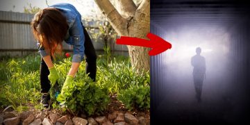 გოგომ სხვისი საფლავიდან ყვავილი მოთხარა და მამამისის საფლავზე გადარგო – თუმცა ეს სანანებელი გაუხდა!