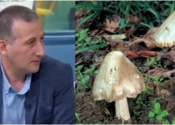 „ბოლო კვირაში, სოკოთი მოწამვლის ეპიდაფეთქებაა“ – ტოქსიკოლოგის რეკომენდაცია