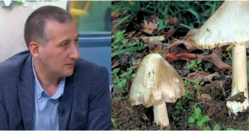 „ბოლო კვირაში, სოკოთი მოწამვლის ეპიდაფეთქებაა“ – ტოქსიკოლოგის რეკომენდაცია