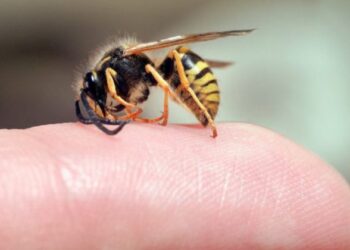 ბზიკის ნაკბენით გარდაცვალების შემთხვევები გახშირდა – რა უნდა მოიმოქმედოთ თუ ბზიკმა ან კრაზანამ გიკბინათ?