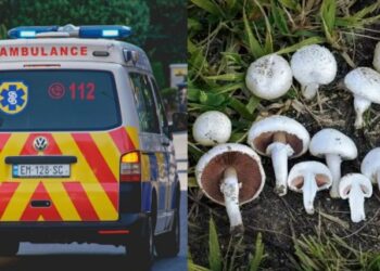 სოკოთი მოწამვლის შედეგად 60 წლამდე ქალი გარდაიცვალა! – სად მოხდა შემთხვევა?