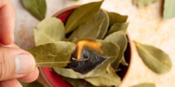 დაფნის ფურცლების დაწვის რიტუალი ფინანსების მოსაზიდად – მედიუმ ხოსე დეივ კორტეზის რჩევა