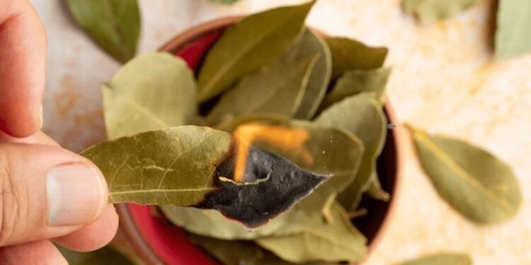 დაფნის ფურცლების დაწვის რიტუალი ფინანსების მოსაზიდად – მედიუმ ხოსე დეივ კორტეზის რჩევა