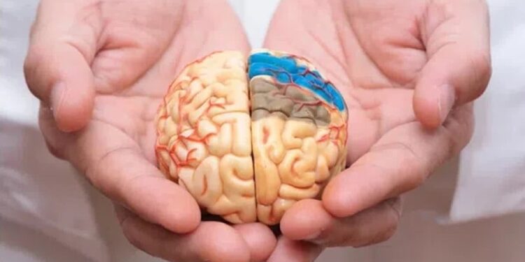 გამოვლინდა ასაკი, რომლის შემდეგაც იწყება ტვინის დაბერება