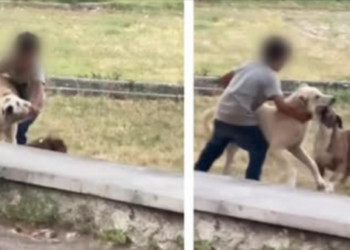 (VIDEO) მოძალადეა ეს ბავშვი, უყურეთ რას აკეთებს ხალხნო! მერამდენედ დავინახე ეს სიტუაცია” – ვრცელდება შოკისმომგვრელი კადრები