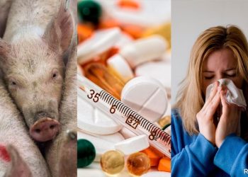 სიმპტომები, რომლებიც ღორის გრიპს ახასიათებს და უყურადღებოდ არ უნდა დატოვოთ