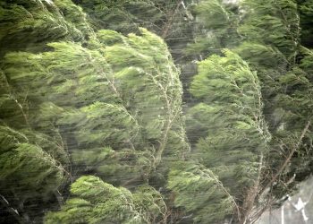 მოსალოდნელია ძლიერი ქარი – სინოპტიკოსის გაფრთხილება