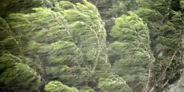 მოსალოდნელია ძლიერი ქარი – სინოპტიკოსის გაფრთხილება