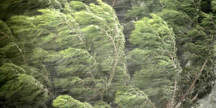 მოსალოდნელია ძლიერი ქარი – სინოპტიკოსის გაფრთხილება