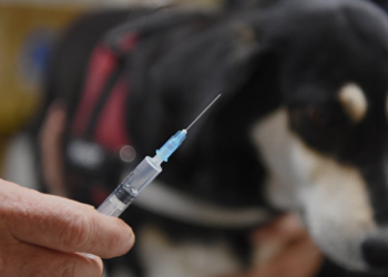 მარტვილის მუნიციპალიტეტში ცოფი გამოვლინდა – მოსახლეობას აფრთხილებენ