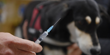 მარტვილის მუნიციპალიტეტში ცოფი გამოვლინდა – მოსახლეობას აფრთხილებენ